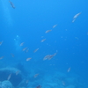 ラムネ色の海