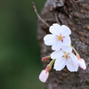 甲山の桜