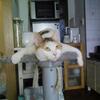 三毛にゃん１周年と保護した子猫。