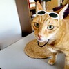 にゃんずとゆっくり過ごす夏休み最終日