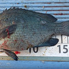 さて、秋の釣が始まりました