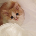 猫と暮らすシェアハウスの日常