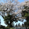 鏡徳寺の山桜・・