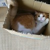 猫のちゃーちゃん、相変わらず