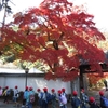 紅葉谷公園（ 山口県岩国市）