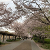 大阪観光気分を味わおう（その１）：大阪城で桜の花見