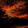 鎌倉紅葉夜景