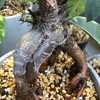 【観葉植物】ベランダに出した植物たちは心配をよそにどんどん元気になっている