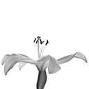 Monochrome Lily