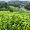 砂子原の発酵茶が出来ました◎