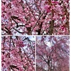 🌸枝垂れ桜【スマホ撮り】