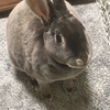 やっぱりペットとはいえ居なくなるのは寂しいですね