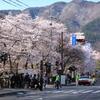 【'10桜の宴①】信州・上田城でお花見