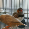 『突然の写真撮影』他　今日の錦華鳥・春夏秋冬