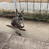 神戸どうぶつ王国はマジでおすすめ！超体験型動物園