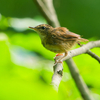 野鳥撮影　in 草津温泉