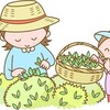 茶摘み体験