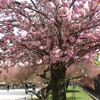 今年の桜　パリの桜。