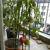 雨の初収穫　トマトときゅうり