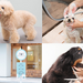 【PR】ワンちゃんネコちゃんの飼い主必見♡洗練されたプライベートサロン「101 Trimming salon」をご紹介！大型犬から猫ちゃんまでカット・シャンプー対応可！