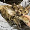 【拡散お願いしますにゃ】　FIP(猫伝染性腹膜炎)のノアちゃんを応援するプロジェクト