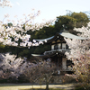 勧修寺の桜