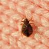 What Are Bed Bugs and Why Are They In My Home?