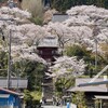 お花見振り返り、丹波市の常勝寺に行ってきた