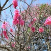 気持ちの良い日。梅もいいけど青空最高