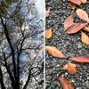 ゆく秋・秋ゆく・秋暮る・秋の止まり・秋去るを詠んだ短歌２　海綿の水ふくむがにやはらかき掌（たなごころ）を曝し秋もゆくべし　葛原妙子　　秋昏れてわれの疲れのかげふかき心の隅に灯もとどきこよ　斉藤史　　東京の空に一にち轟ける秋逝かむ日のつよき風音　宮柊二　　凹みたる胸に秋終わる陽をうけつ「此処に爬虫類の棲みし空洞あり」　中城ふみ子　　ねぎ白くかはきし夜の厨辺（くりやべ）に過ぎゆく秋はしづかに親し　馬場あき子