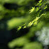 Kamakura snap#14
