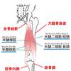   【基礎から学ぶ】ハムストリングス【解剖学】