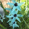 高坂園芸「珍しい花」