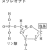 DNA の構造