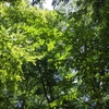 夏の頂点はきっと近く