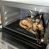 愛猫が生の豚肉の汁がついたトレーを舐めてしまった！