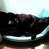 アホに生まれて１年半。