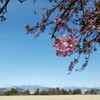 群馬の河津桜🌸咲き始めました❗