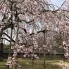 青春18切符で「醍醐寺の桜」を見つつ、神戸まで