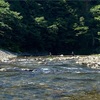 2022/07/02  犬上川　鮎　解禁！