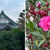 五月雨の晴れ間を詠んだ短歌　　今日も雨はふらず．時にお日様も．散歩で出会つた花は，夏の花：夾竹桃，マドンナリリー，グラジオラス，リアトリス，向日葵．　五月雨の小止（おや）む晴れ間のなからめや水の嵩（かさ）ほせ真菰刈る舟　西行　　いつしかとそともの樗（あふち）花散りて五月雨晴るる程もみえけり　塙保己一　　五月雨の晴れまを乞ひて一つだに星のかげこそあふぎもとむれ　大隈言道　　冬の日の疾風するにも似て赤きさみだれ晴の海の夕雲　与謝野晶子