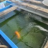 明日は１０大会目の出場となる４歳魚