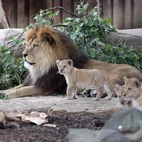 バーバリライオンのいる動物園は 飼育展示動物園とバーバリライオン情報まとめ アリエスコム Ariescom