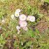 あぜ道に咲く花　田植えも終わって