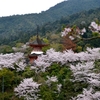 宮島　桜スポット巡り２０１７　～お花見ぶらり散歩～