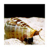 C．P．Farm直送（海水魚　貝）石垣島産　マガキガイ　殻長約5〜6cm　3個体（0．12個口相当）別途送料　海水　クリーナー