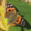 葛西臨海公園、冬の虫