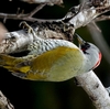 日本　自宅周辺の冬の野鳥たち