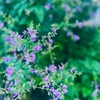 ９月８日