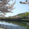 まだ桜を楽しめました♪ 胡蝶蘭も花が増えてきています(^^)